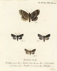 Staruszka lub czarne podskrzydłe, Mormo maura 1, alchemia wschodnia, Aedia leucomelas 2 i Dypterygia scabriuscula 3,4. Ręcznie barwiony miedzioryt Johanna Carla Bocka wg Eugeniusza Johanna Christopha Espera Motyle w ilustracjach wg Na autorstwa Johann Carl Bock