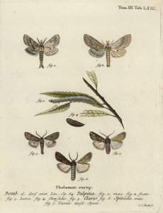 Blady wydatny, serce i maczuga, i ciemna trawa miecza, autorstwa Johann Carl Bock
