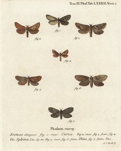 Pharmacis carna 2-4, jerzyk pomarańczowy, Triodia sylvina 5,6 i jerzyk złoty, Phymatopus hecta 7. Ręcznie barwiony miedzioryt Johanna Carla Bocka wg Eugeniusa Johanna Christopha Espera Motyle w ilustracjach z natury, Erlangen autorstwa Johann Carl Bock