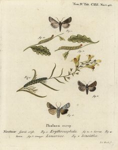 Kasztan rudy, Conistra erythrocephala 1-4, brokat toadflax, Calophasia lunula 5 i szary węzeł barkowy, Lithophane ornitopus 6. Ręcznie barwiony miedzioryt Johanna Carla Bocka według Die Schmetterlinge Eugeniusa Johanna Christopha Espera w Abb
