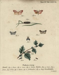 Różany lokaj i ćma w krótkim płaszczu. autorstwa Johann Carl Bock