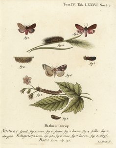 Ćma rubinowa, Phragmatobia fuliginosa 1-5 i ćma brzoskwiniowa, Thyatira batis 6-8. Ręcznie barwiony miedzioryt Johanna Carla Bocka wg Eugeniusa Johanna Christopha Espera Motyle w ilustracjach z natury, Erlangen