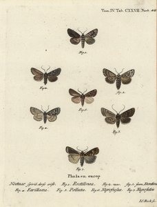 ćma saksońska, Hyppa rectilinea 1, ćma ścinająca, Hada plebeja 2,3, sztylet bagienny, Acronicta strigosa 4, zębnik brunatny, Agrochola litura 5, strzałka biała, Euxoa nigrofusca 6, Opigena polygona 7. Ręcznie barwiony miedzioryt wykonany przez Johanna Carl autorstwa Johann Carl Bock