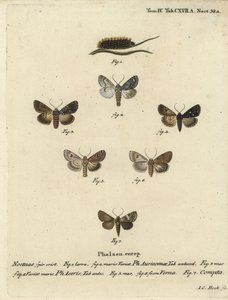 Rzadki sztylet, Acronicta auricoma 1-3, jawor ćma, Acronicta aceris, ćma gałka muszkatołowa 4,5, Hadula trifolii 6 i zróżnicowana korona, Hadena compta 7. Ręcznie barwiony miedzioryt Johanna Carla Bocka wg Die Schmetterling Eugeniusa Johanna Christopha Esp autorstwa Johann Carl Bock