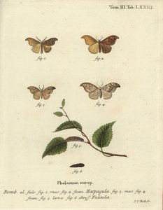 Niewielka końcówka haka i kamyczkowa końcówka haka. autorstwa Johann Carl Bock