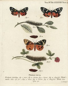ćma szkarłatna, Callimorpha dominula 1-4 i ćma tygrysia z Jersey, Euplagia quadripunctaria 5-7. Ręcznie barwiony miedzioryt Johanna Carla Bocka wg Eugeniusa Johanna Christopha Espera Motyle w ilustracjach z natury, Erlangen