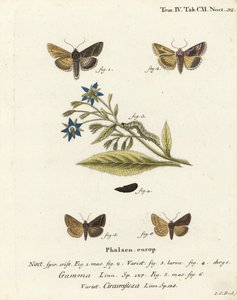 Silver Y moth, Autographa gamma 1-4 i Essex Y moth, Cornutiplusia circumflexa 5,6. Ręcznie barwiony miedzioryt Johanna Carla Bocka wg Eugeniusa Johanna Christopha Espera Motyle w ilustracjach z natury, Erlangen autorstwa Johann Carl Bock