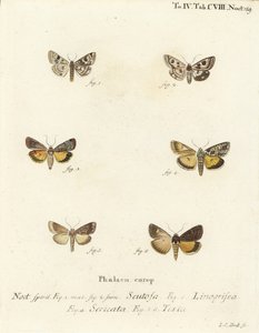 Koniczyna plamista, Schinia scutosa 1,2, Epilecta linogrisea 3, podskrzydło Guernsey, Polyphaenis sericata 4 i podskrzydło słomy, Thalpophila matura 5,6. Ręcznie barwiony miedzioryt autorstwa Johanna Carla Bocka wg Die Schmette Eugeniusa Johanna Christopha autorstwa Johann Carl Bock