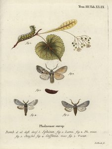 Ćma Sprawler, Asteroscopus sphinx. autorstwa Johann Carl Bock