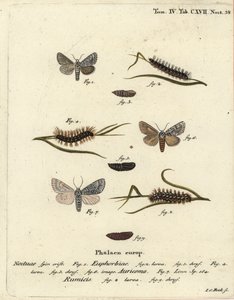 ćma wichura Acronicta euphorbiae 1-5, sztylet rzadki, ćma Acronicta auricoma 6 i ćma sękaczowata Acronicta rumicis 7-9. Ręcznie barwiony miedzioryt Johanna Carla Bocka wg Die Schmetterlinge Eugeniusa Johanna Christopha Espera w Abbildungen nac autorstwa Johann Carl Bock