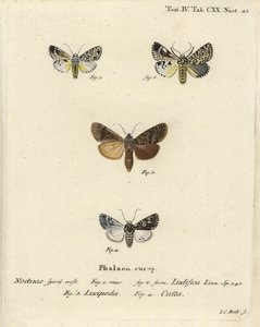 Trichosea ludifica 1,2, południowy rustykalny, Rhyacia lucipeta 3 i Lamprosticta culta 4. Ręcznie barwiony miedzioryt Johanna Carla Bocka wg Eugeniusa Johanna Christopha Espera Motyle w ilustracjach według natury, Erlangen autorstwa Johann Carl Bock