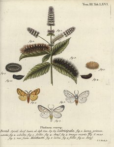 Gronostaj biały, Spilosoma lubricipeda. autorstwa Johann Carl Bock