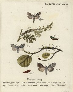 Piołun, Cucullia absinthii 1-3, olcha olsza, Acronicta alni 4-6, Cucullia tanaceti 7. Ręcznie barwiony miedzioryt Johanna Carla Bocka wg Eugeniusa Johanna Christopha Espera Motyle w ilustracjach według natury, Erlangen autorstwa Johann Carl Bock