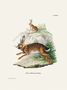 Cape Hare  Autor: Johann Christian Daniel Von Schreber.