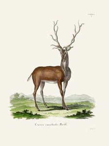 Elk  Autor: Johann Christian Daniel Von Schreber.