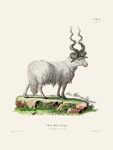 Ovis Aries autorstwa Johanna Andreasa Wagenera i Johanna Christiana Daniela von Schrebera.