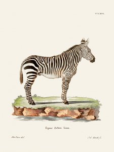 Zebra z książki „Ssaki” (1778–1855) autorstwa Johanna Christiana Daniela von Schrebera.