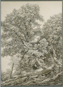 Duże studium drzewa autorstwa Johann Christian Reinhart