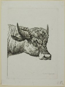 Głowa bawoła, z Die Zweite Thiernahme autorstwa Johann Christian Reinhart