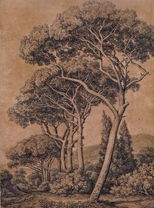 J C Reinhart Umbrella pines 1791 autorstwa Johann Christian Reinhart