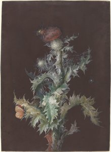 Oset z owadami, c. 1755.