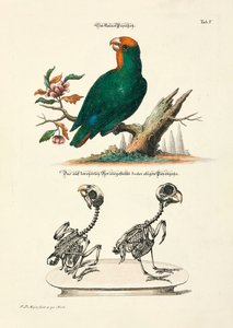 Mała papuga ze szkieletami autorstwa Johann Daniel Meyer