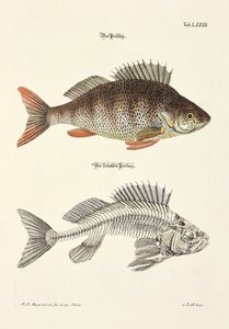 Okoń i jego szkielet autorstwa Johann Daniel Meyer