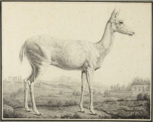 Jeleń autorstwa Johann Elias Ridinger