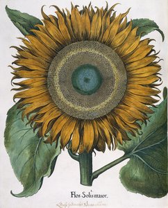 Flos Solis Major, 1613 autorstwa Johann Ernst Rentsch