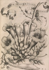 Gelsiminvm indicvm flore Fenicjan, 1633. autorstwa Johann Friedrich Greuter
