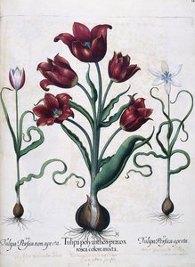 Tulipany, 1613