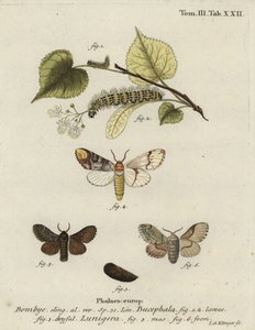 Phalera bucephala i Cosmotriche lobulina.