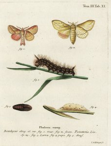 Ćma pijąca, Euthrix potatoria.
