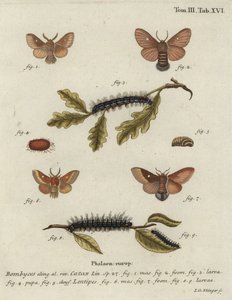 Eggar wschodni, kataks Eriogaster.