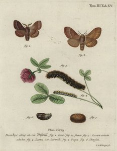Jaja trawy, Lasiocampa trifolii.