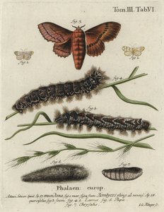 Muślinowy lokaj i ćmy z jajka dębowego. autorstwa Johann Georg Klinger