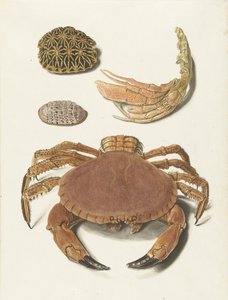 Krab, krabowe nożyce i dwie skorupy żółwia autorstwa Johann Gustav Hoch