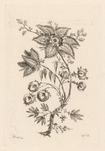 kwiaty w kształcie gwiazdy Fleures Baroques (tytuł serii)