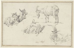 Badania kozy autorstwa Johann Heinrich Roos (possibly)
