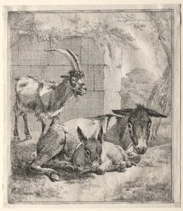 Koza i Osły autorstwa Johann Heinrich Roos