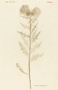 Lancetowaty oset autorstwa Johann Hieronymus Kniphof