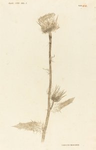 Marianus Cardus autorstwa Johann Hieronymus Kniphof