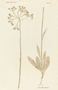 Hieracium cymosum autorstwa Johann Hieronymus Kniphof