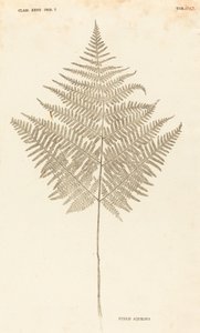 Pteris Akwilina autorstwa Johann Hieronymus Kniphof