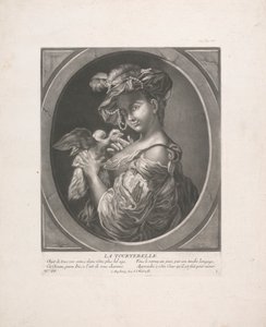 Gołąb autorstwa Johann Jacobus Haid