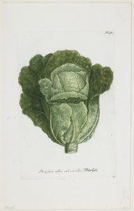 Brassica alba vel viridis, z Phytanthoza Iconographia, 1735-45 autorstwa Johann Jakob Haid