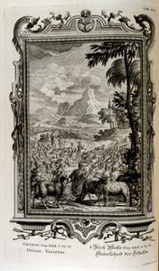 Biblijne odmiany owiec autorstwa Johann Jakob Scheuchzer