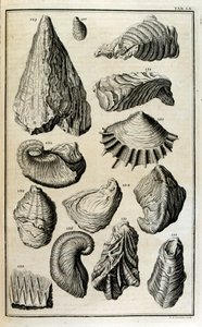 Skamieniałe szczątki muszli przedstawiały zwierzęta zniszczone przez wielką biblijną powódź autorstwa Johann Jakob Scheuchzer