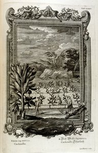 uprawa kaktusów autorstwa Johann Jakob Scheuchzer