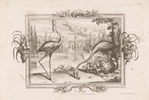 Dwa flamingi Aves dicta Flaminges ex India Occidentali (tytuł na obiekcie) autorstwa Johann Jakob Stelzer